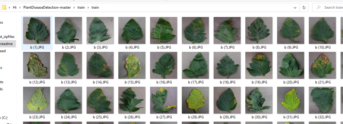 leaf photo
